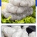 【包邮】新鲜特大虾仁南美白大虾仁冷冻现剥开背虾仁海鲜