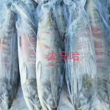 马哈鱼