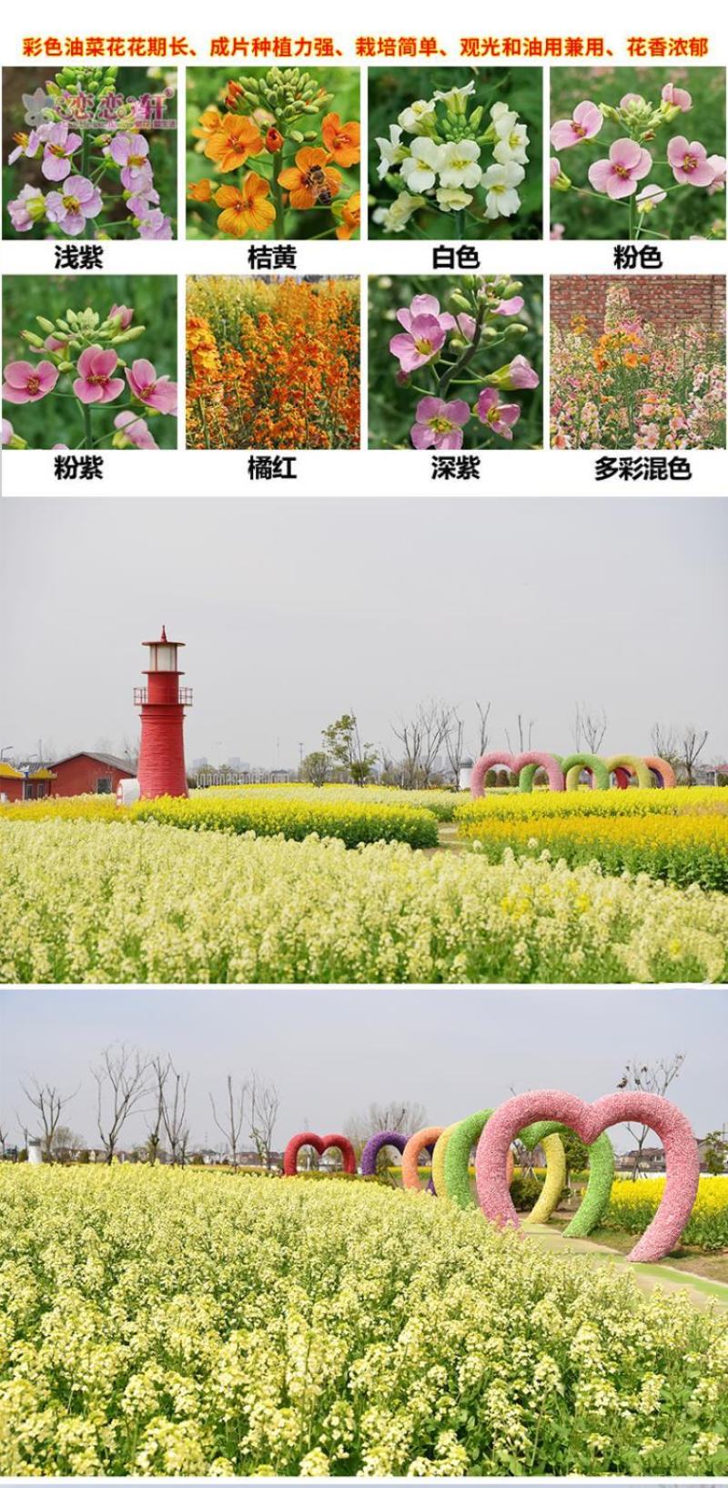 彩色油菜花种子七彩油菜籽黄色油菜子室外庭院景观花海花籽花