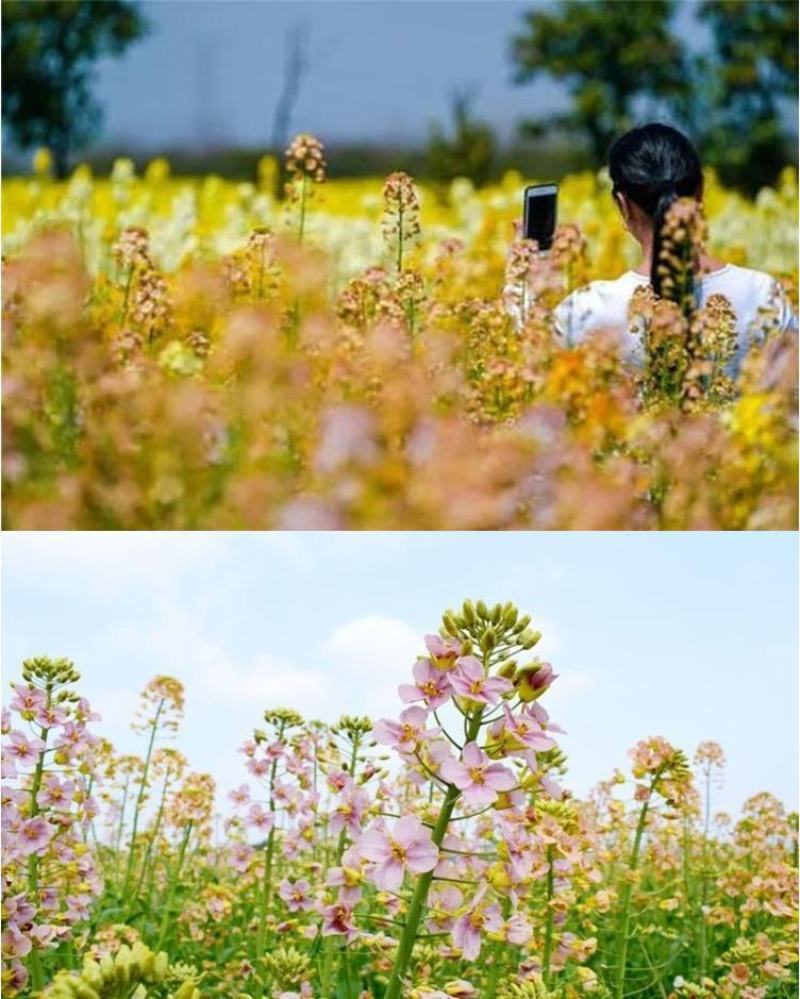 彩色油菜花种子七彩油菜籽黄色油菜子室外庭院景观花海花籽花