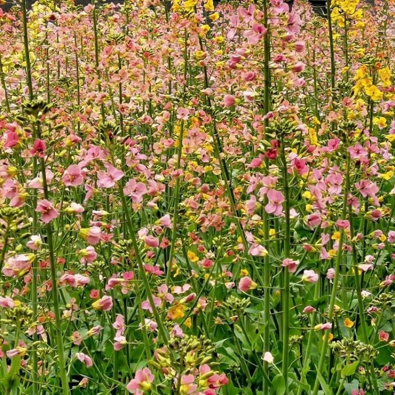 彩色油菜花种子七彩油菜籽黄色油菜子室外庭院景观花海花籽花