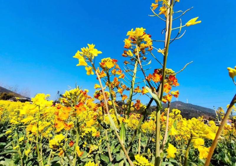 彩色油菜花种子七彩油菜籽黄色油菜子室外庭院景观花海花籽花