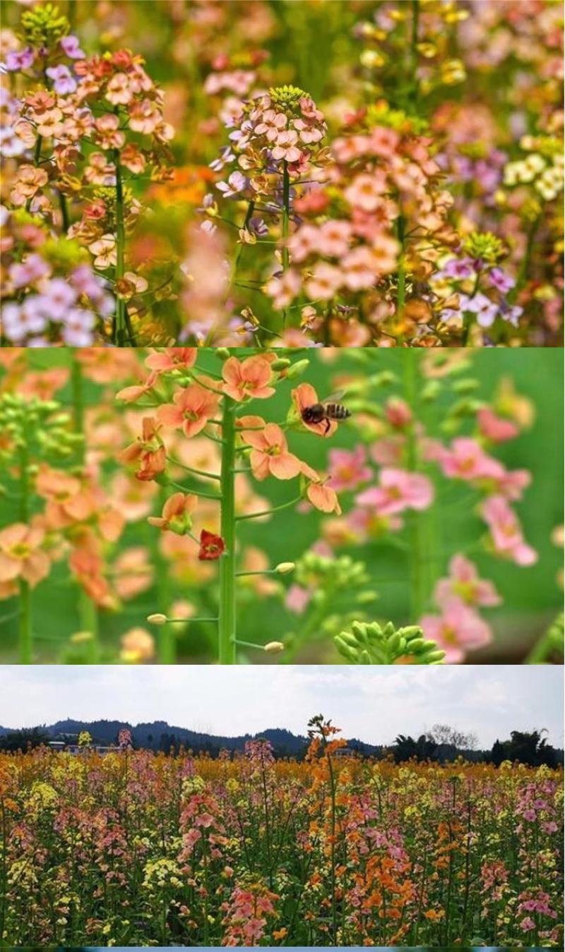 彩色油菜花种子七彩油菜籽黄色油菜子室外庭院景观花海花籽花