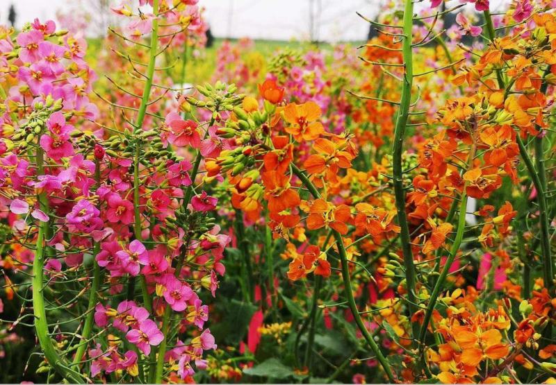 彩色油菜花种子七彩油菜籽黄色油菜子室外庭院景观花海花籽花