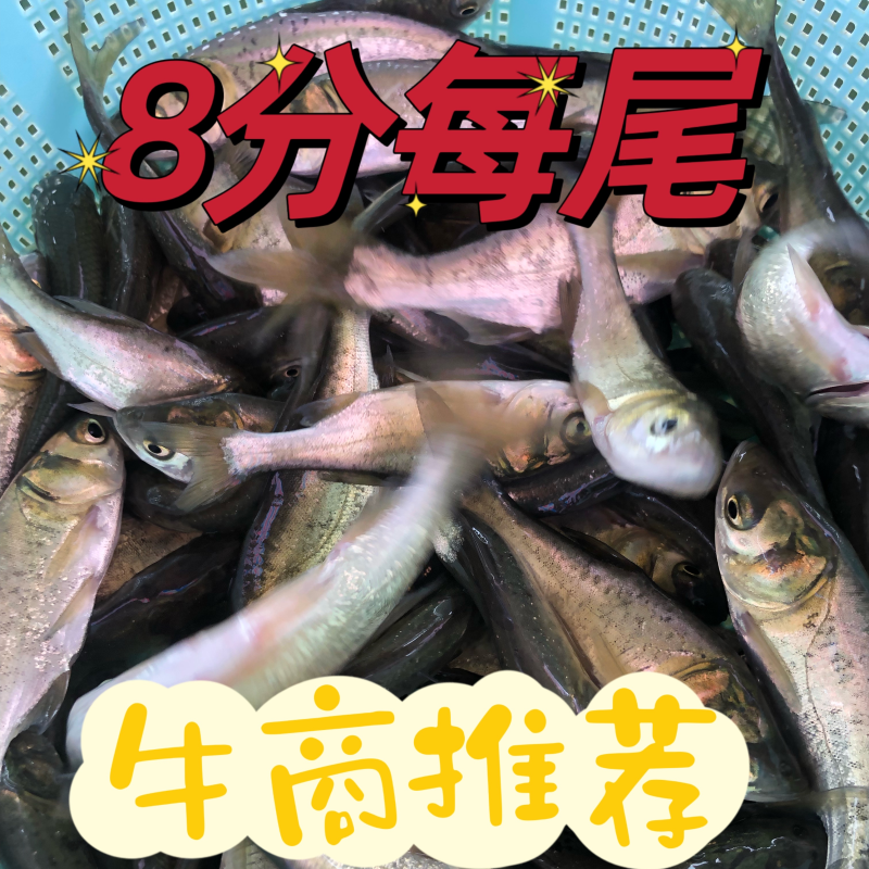 大头花鲢胖头鱼调水鱼纯种班点快大鱼苗鳙鱼苗