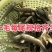 大头花鲢胖头鱼调水鱼纯种班点快大鱼苗鳙鱼苗