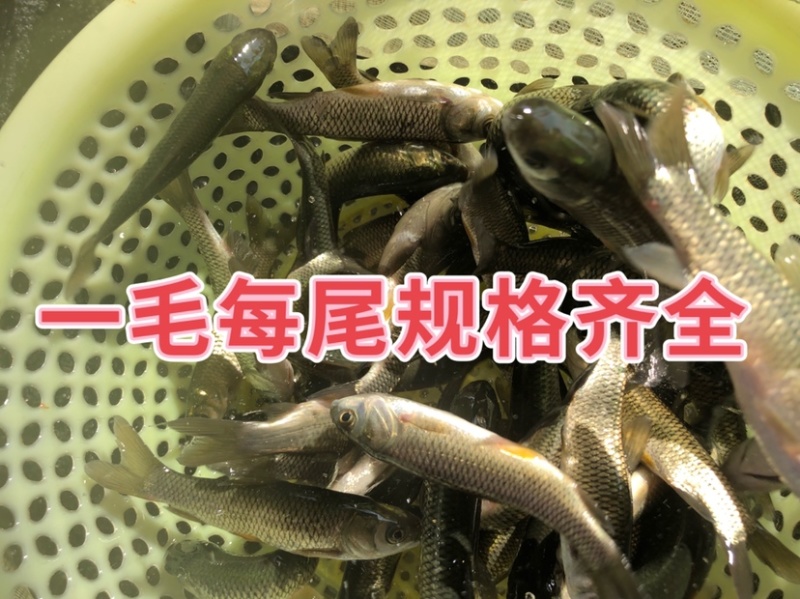 大头花鲢胖头鱼调水鱼纯种班点快大鱼苗鳙鱼苗