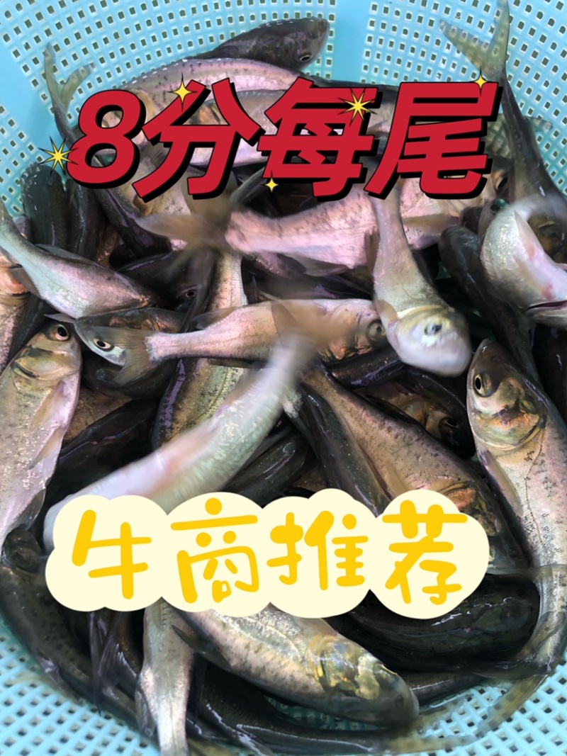 大头花鲢胖头鱼调水鱼纯种班点快大鱼苗鳙鱼苗