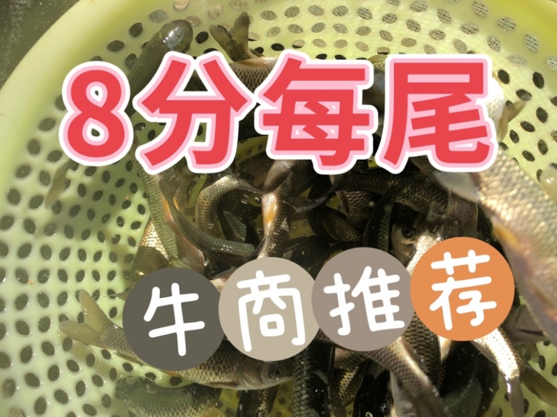 大头花鲢胖头鱼调水鱼纯种班点快大鱼苗鳙鱼苗