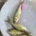 大头花鲢胖头鱼调水鱼纯种班点快大鱼苗鳙鱼苗