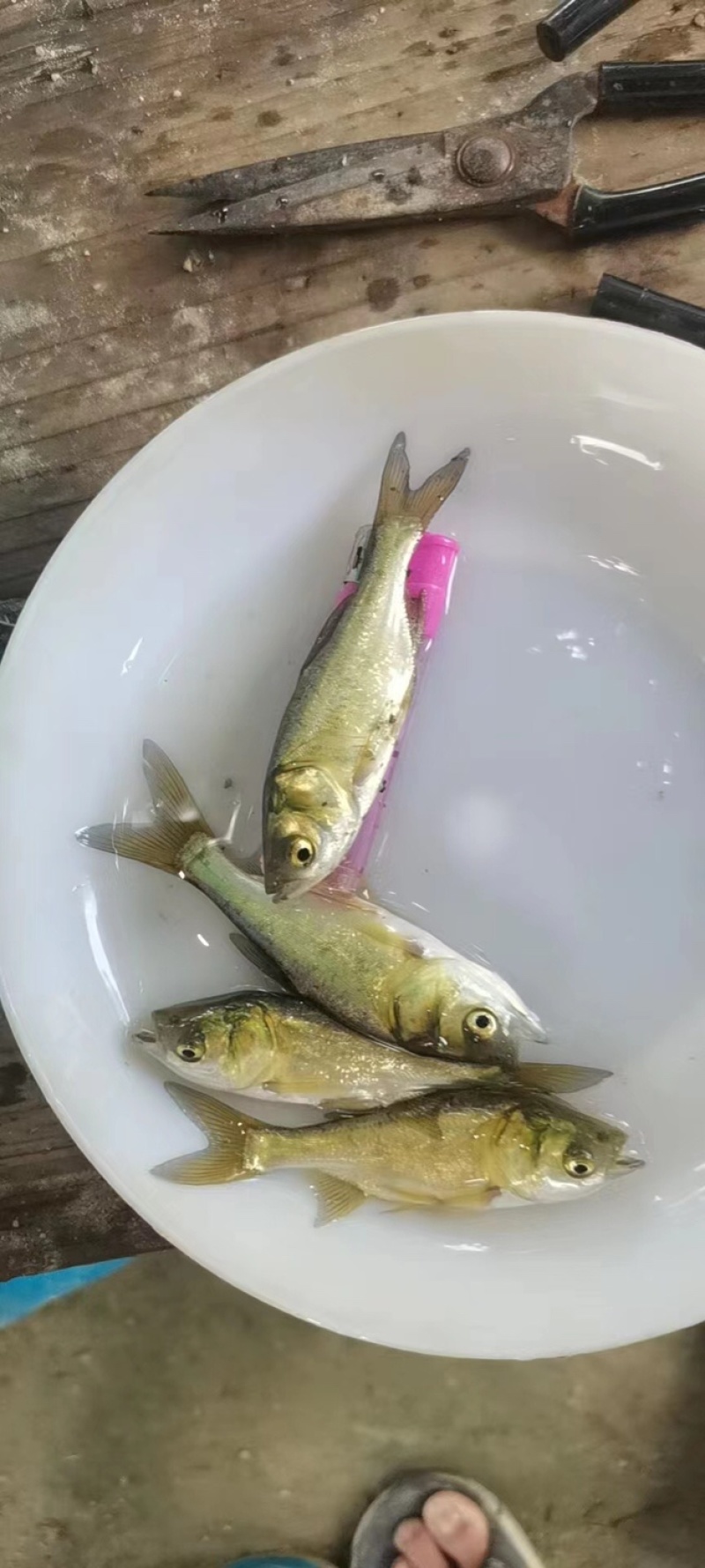 大头花鲢胖头鱼调水鱼纯种班点快大鱼苗鳙鱼苗