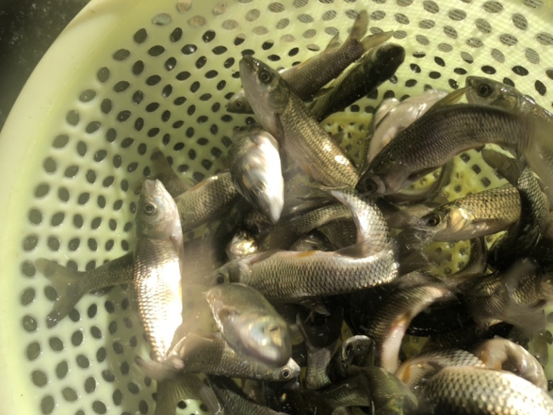 大头花鲢胖头鱼调水鱼纯种班点快大鱼苗鳙鱼苗