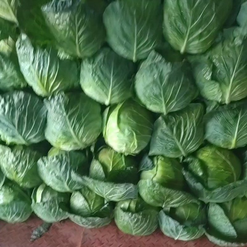 云南精品甘蓝