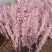 红花麦李条麦李干枝干枝珍珠李红花麦李麦李