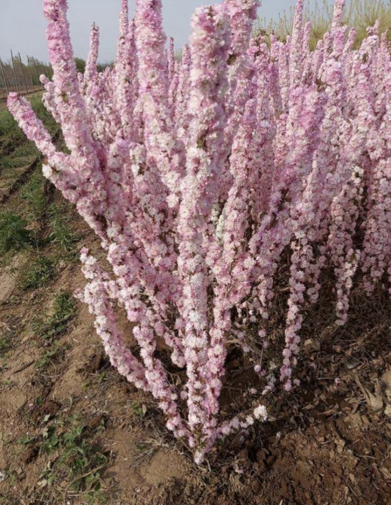红花麦李条麦李干枝干枝珍珠李红花麦李麦李