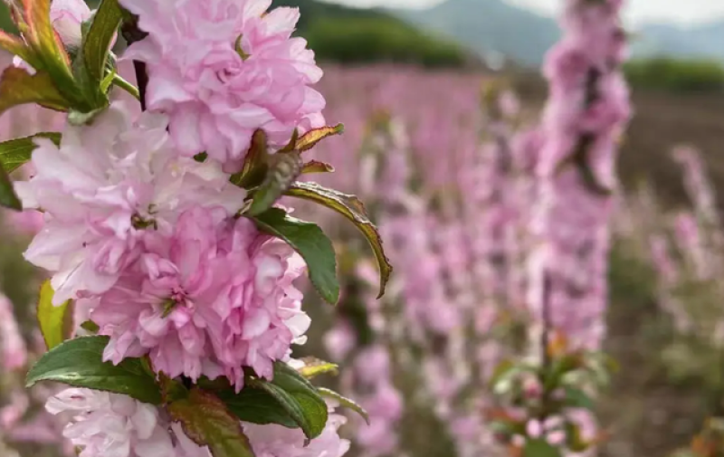 红花麦李条麦李干枝干枝珍珠李红花麦李麦李