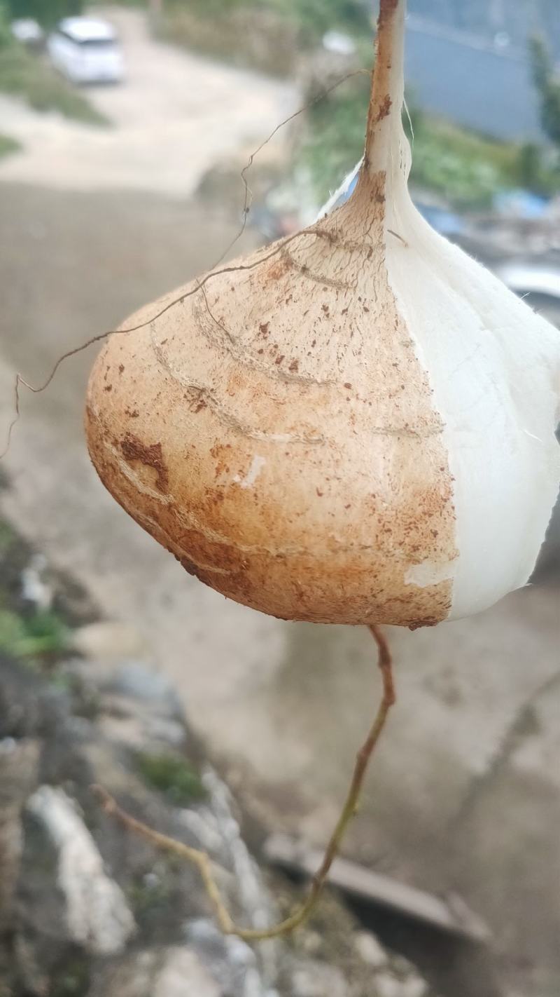 里庄土瓜