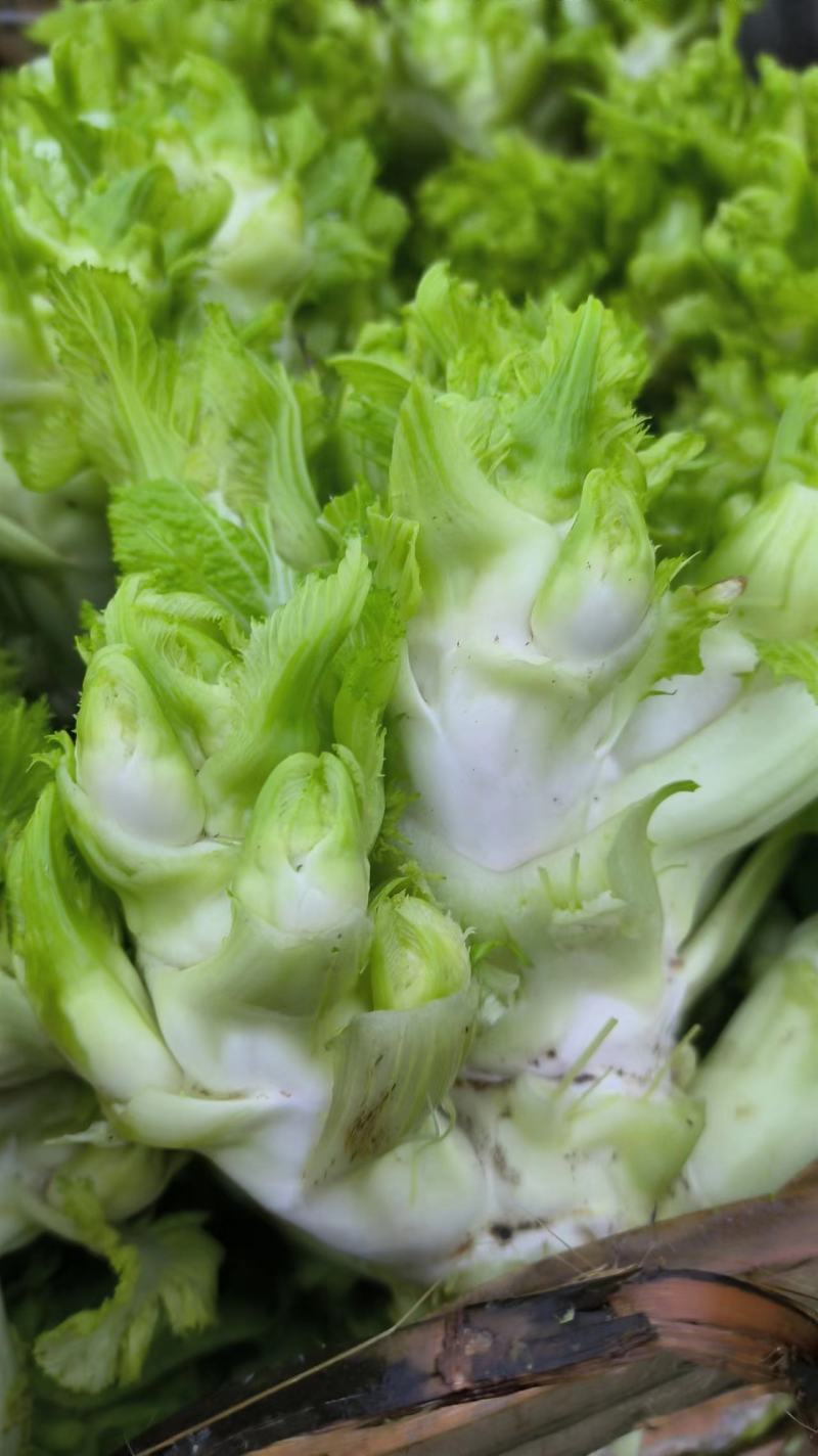 百亩园精品儿菜，价格实惠，质量保证，数量有限，先到先得