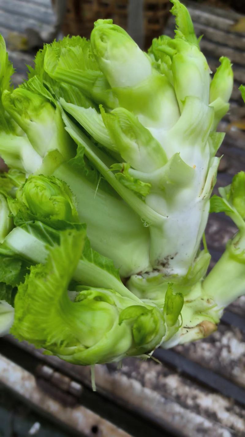 百亩园精品儿菜，价格实惠，质量保证，数量有限，先到先得