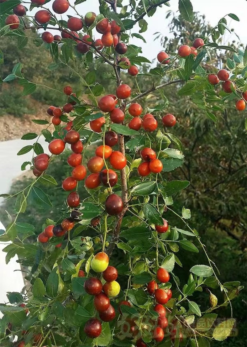 山东酸枣苗，现挖现发死苗补发提供技术指导，可视频看货