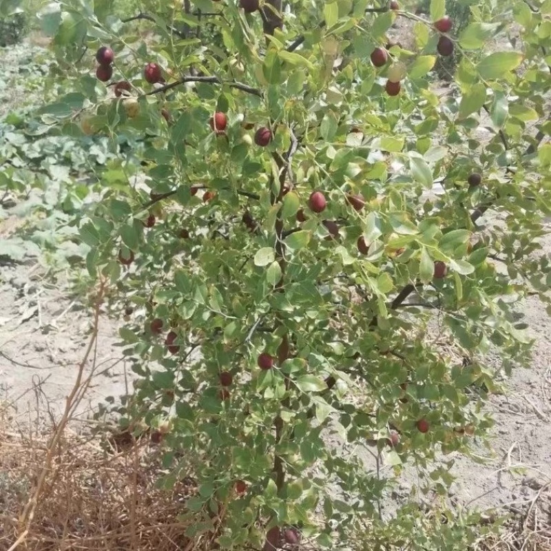 山东酸枣苗，现挖现发死苗补发提供技术指导，可视频看货