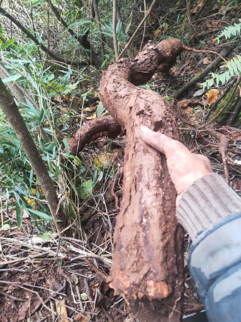 野葡萄根