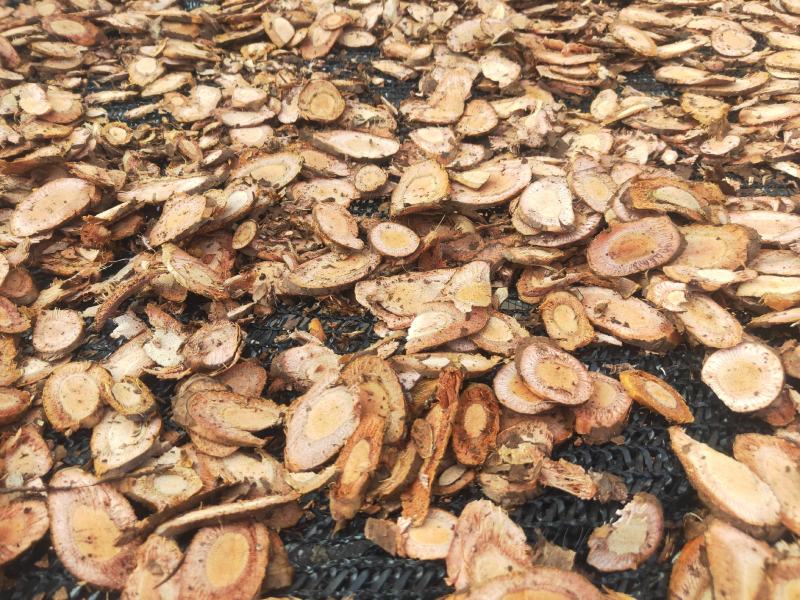 野葡萄根