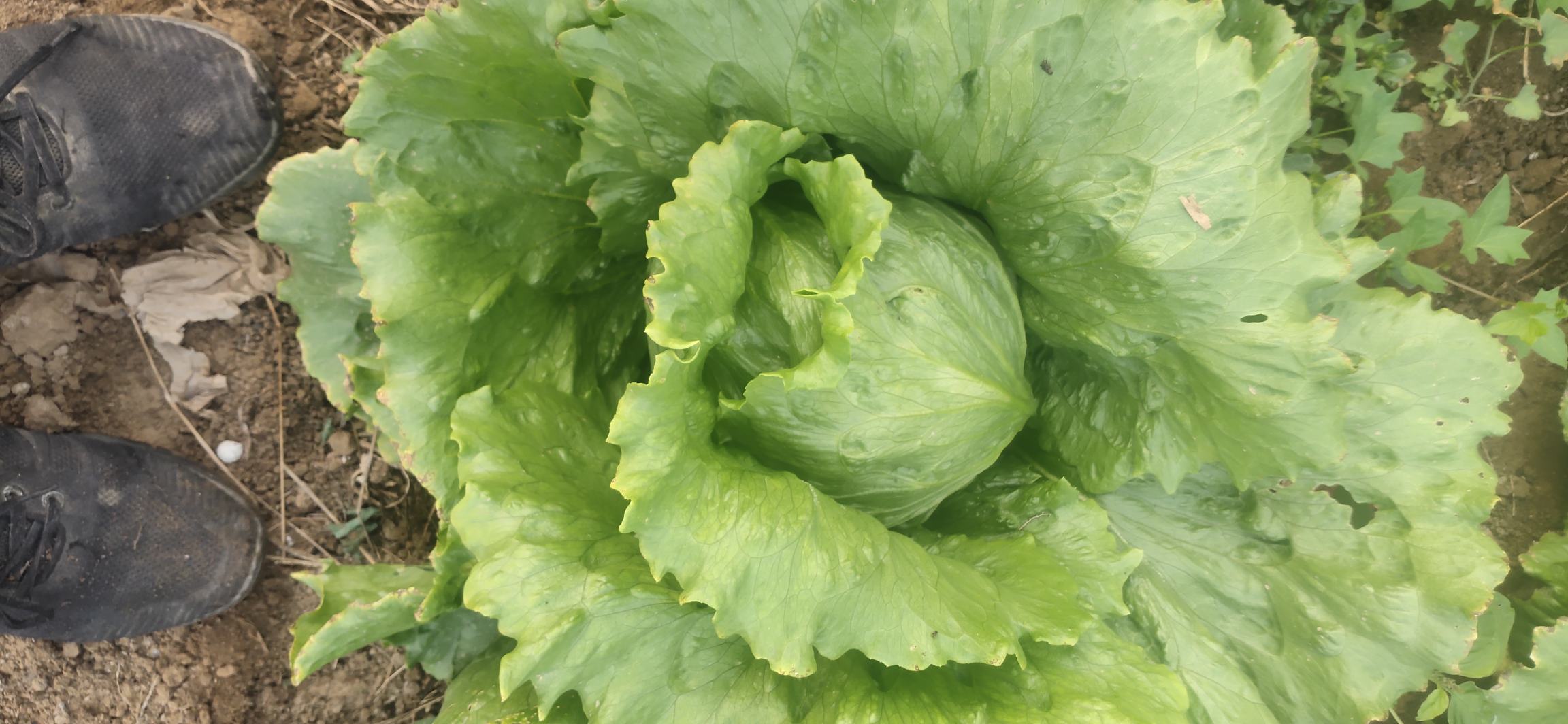 狼牙生菜与普通生菜对比图