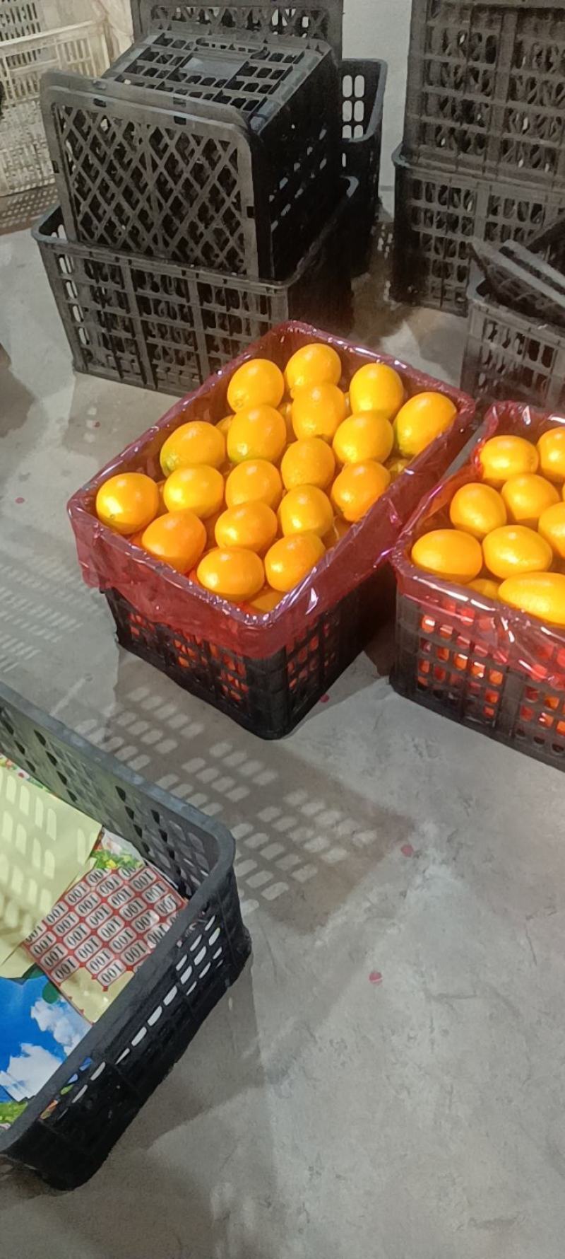 纽荷尔脐橙口感纯甜水分足对接各大商超市场电商