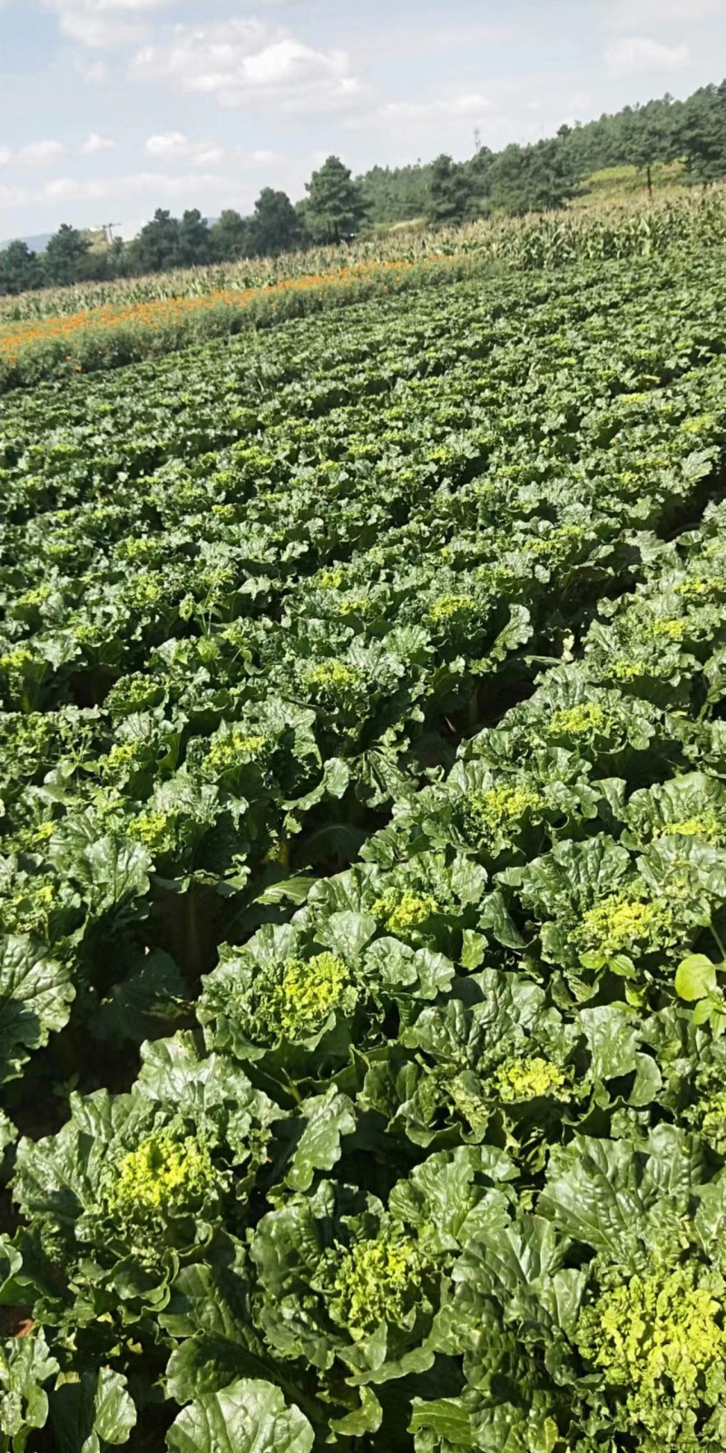 贵州秋绿60麻叶青白菜基地发货品质保证诚信经营欢迎联系