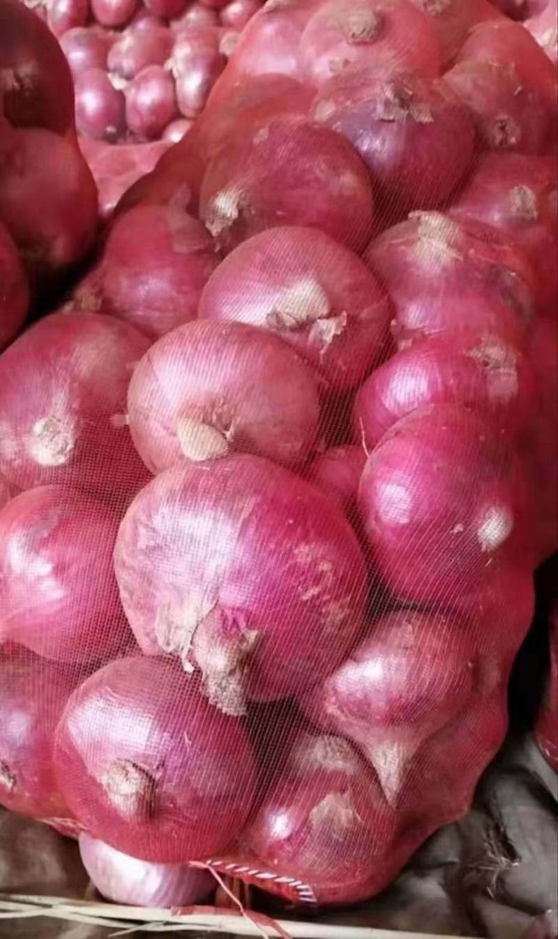 洋葱苗二红洋葱苗黄皮洋葱苗基地直供包回收