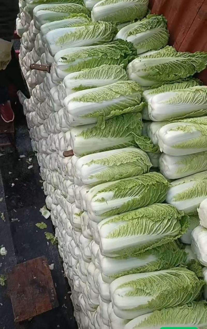 定州北京油绿三号，绿宝石大白菜大量上市