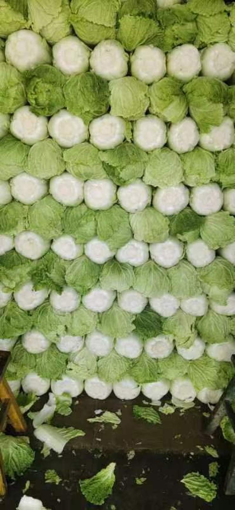 定州北京油绿三号，绿宝石大白菜大量上市