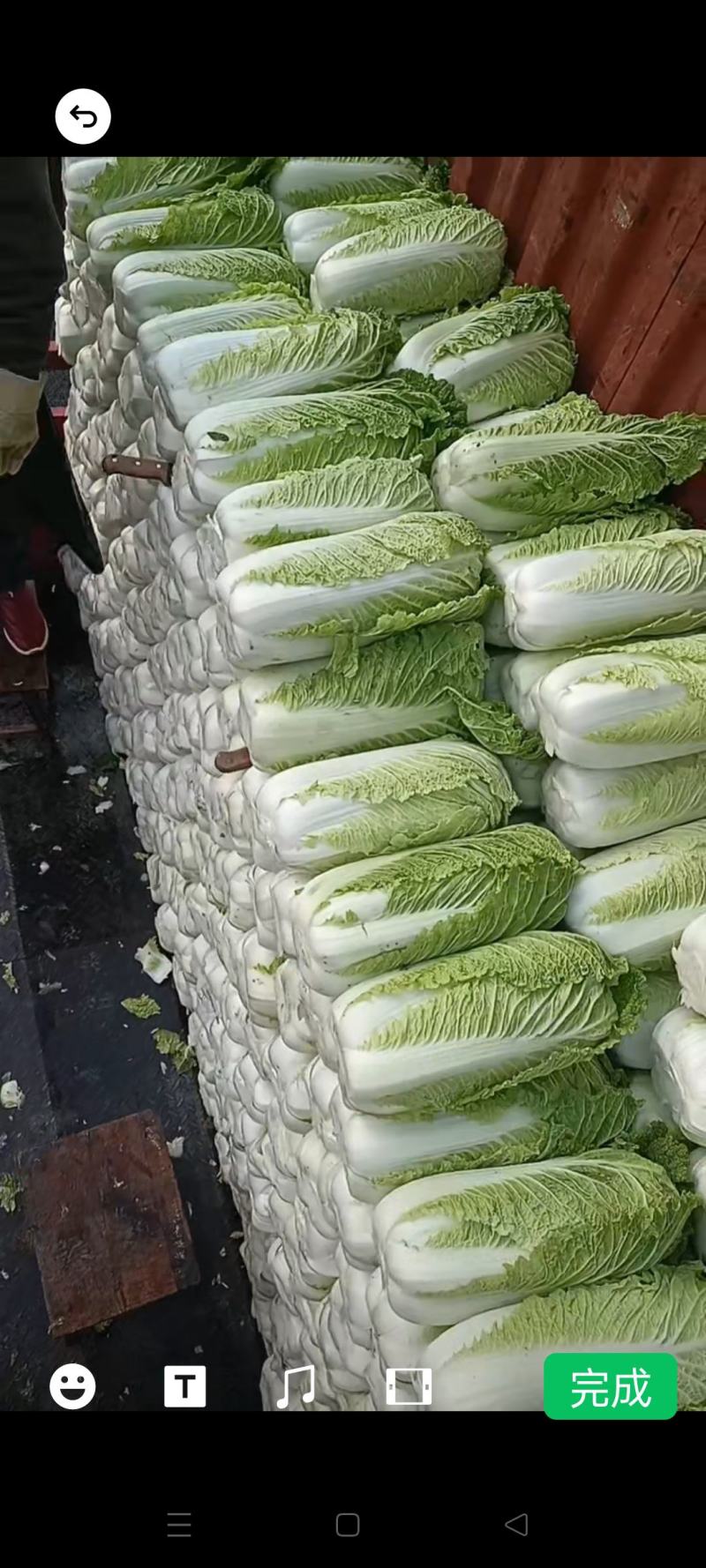定州北京油绿三号，绿宝石大白菜大量上市