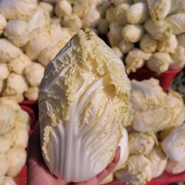湖北娃娃菜，万亩种植基地，欢迎全国各地老板前来考察！