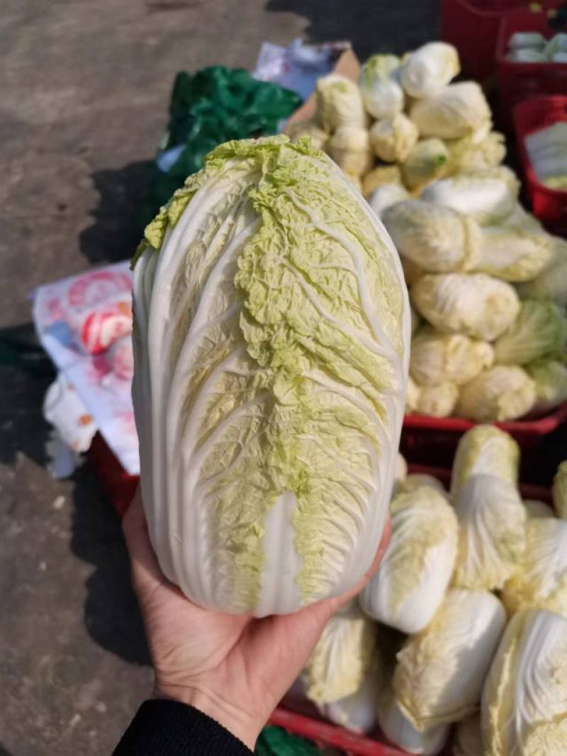 湖北娃娃菜，万亩种植基地，欢迎全国各地老板前来考察！