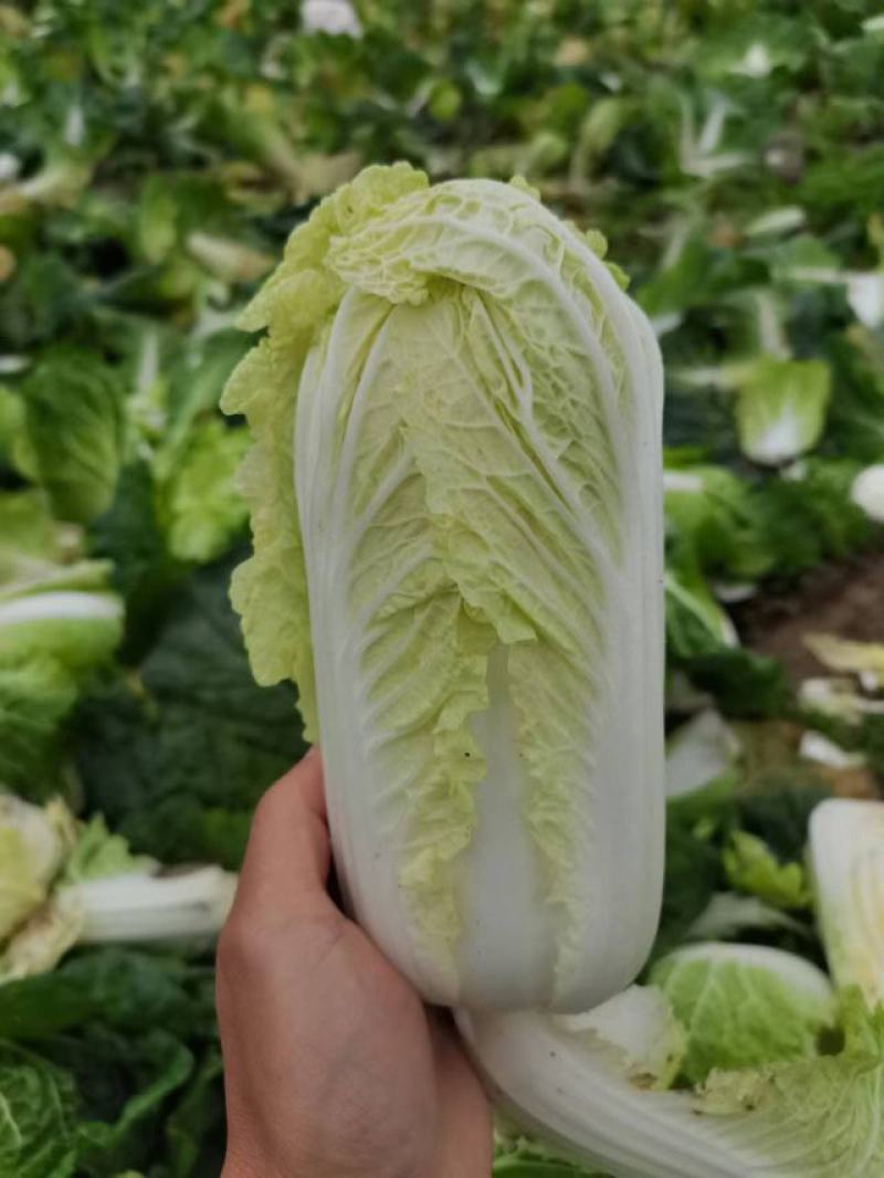 湖北娃娃菜，万亩种植基地，欢迎全国各地老板前来考察！