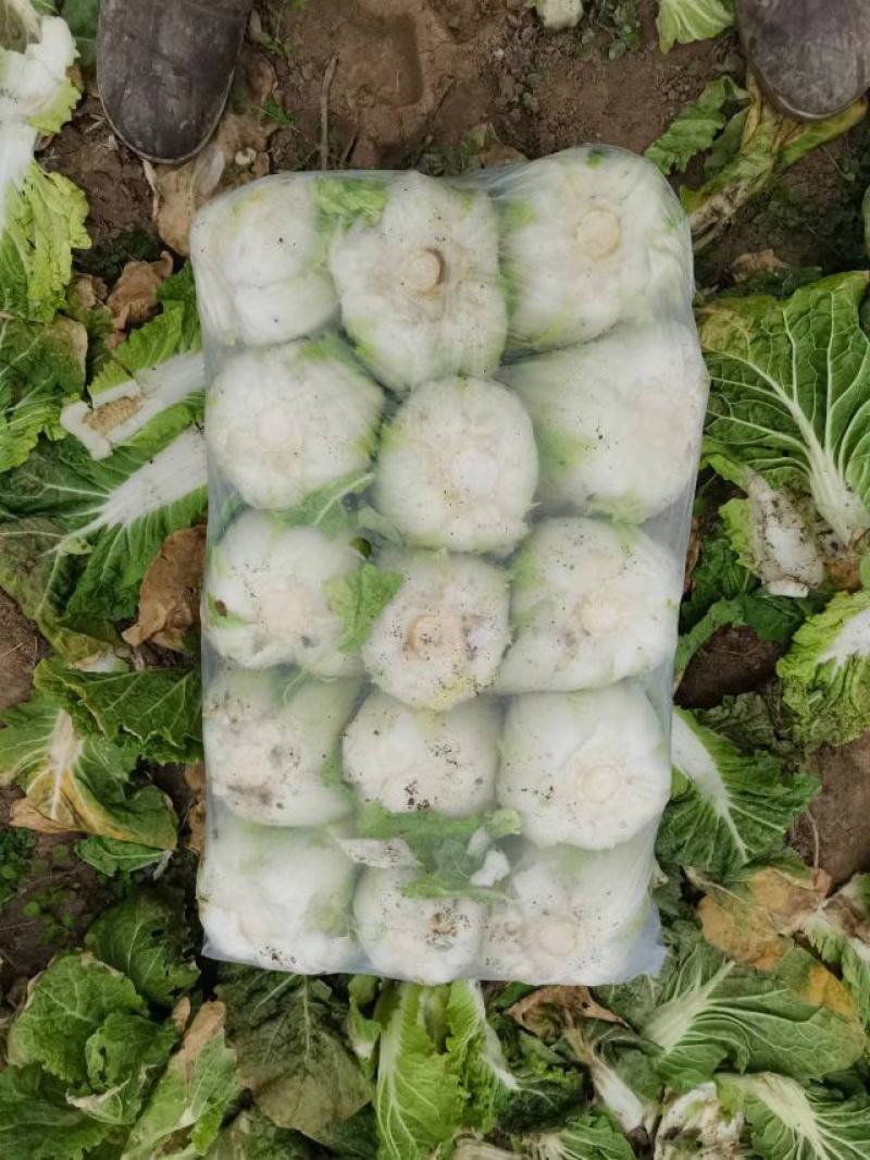 湖北娃娃菜，万亩种植基地，欢迎全国各地老板前来考察！