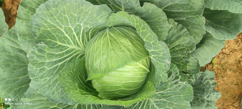 平包菜，连花白基地货，大量供应，脆连白，说钱就卖价格美丽