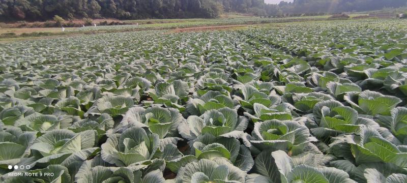 平包菜，连花白基地货，大量供应，脆连白，说钱就卖价格美丽