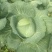 平包菜，连花白基地货，大量供应，脆连白，说钱就卖价格美丽
