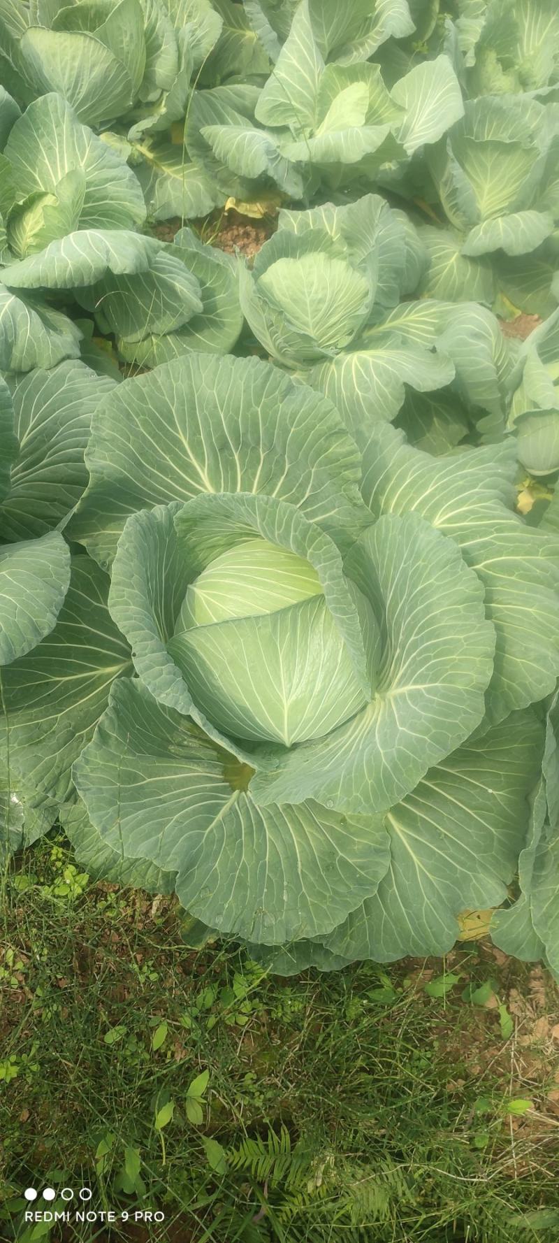 平包菜，连花白基地货，大量供应，脆连白，说钱就卖价格美丽