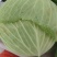 平包菜，连花白基地货，大量供应，脆连白，说钱就卖价格美丽