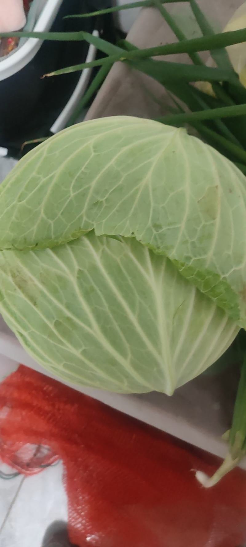 平包菜，连花白基地货，大量供应，脆连白，说钱就卖价格美丽