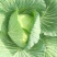 平包菜，连花白基地货，大量供应，脆连白，说钱就卖价格美丽