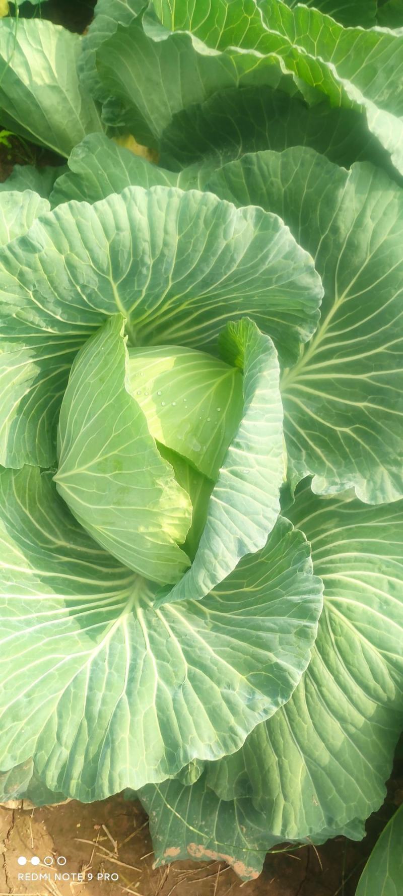 平包菜，连花白基地货，大量供应，脆连白，说钱就卖价格美丽