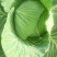 平包菜，连花白基地货，大量供应，脆连白，说钱就卖价格美丽