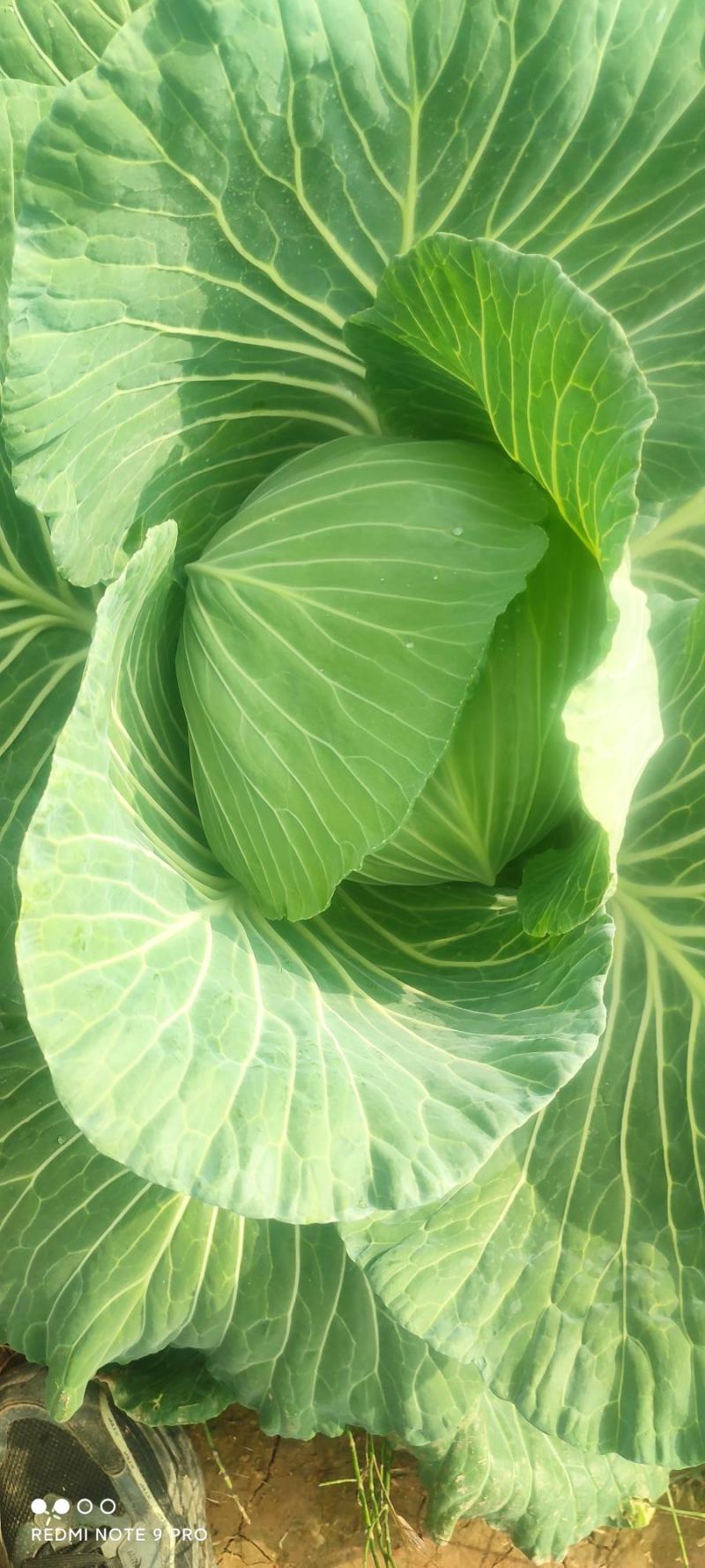 平包菜，连花白基地货，大量供应，脆连白，说钱就卖价格美丽