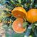 秭归九月红脐橙，当季新果大量上市，果园发货现摘现发