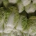 鸡腿白菜东京868，新乡小包，产地直发，可接受全程视频。